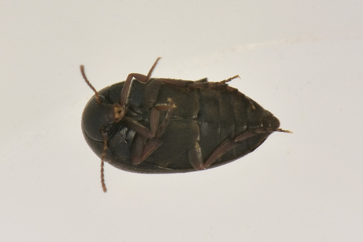 Eucinetus haemorroidalis - Eucinetidae